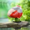 AHB-FISH-V21-06_02 AHB Series 21 - Asagi Koi – Cyprinus carpio | Fish