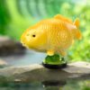 AHB Series 21 - Gold Ogon Koi – Cyprinus carpio | Fish