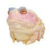 AHB-FROG-V13-Hidden_06 AHB Series 13 - Chinese Toad (Albino) – Bufo gargarizans | Frog