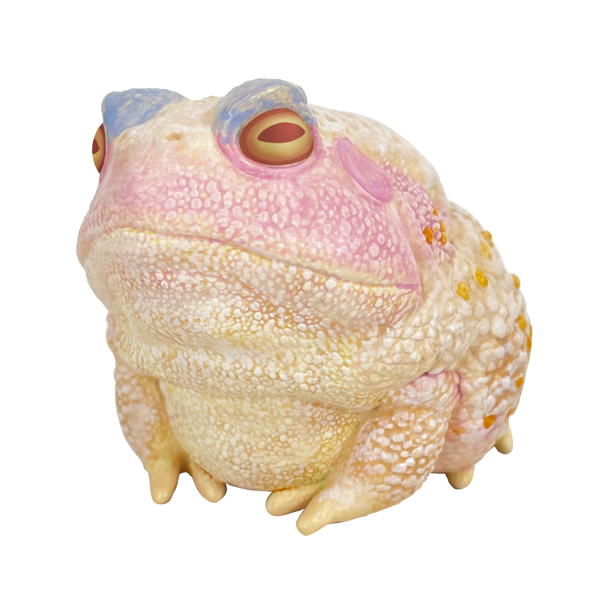 AHB Series 13 - Chinese Toad (Albino) – Bufo gargarizans | Frog