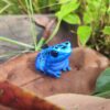 AHB-FROG-V20-01_07 AHB Series 20 - Dyeing Poison Dart Frog – Dendrobates tinctorius | Frog