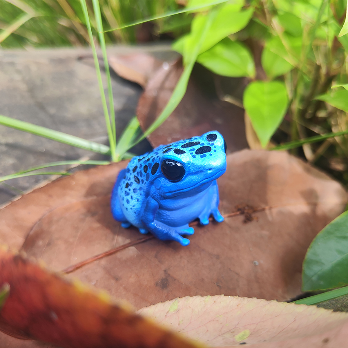 AHB Series 20 - Dyeing Poison Dart Frog – Dendrobates tinctorius | Frog
