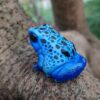 AHB-FROG-V20-01_08-1a3e49d9 AHB Series 20 - Dyeing Poison Dart Frog – Dendrobates tinctorius | Frog
