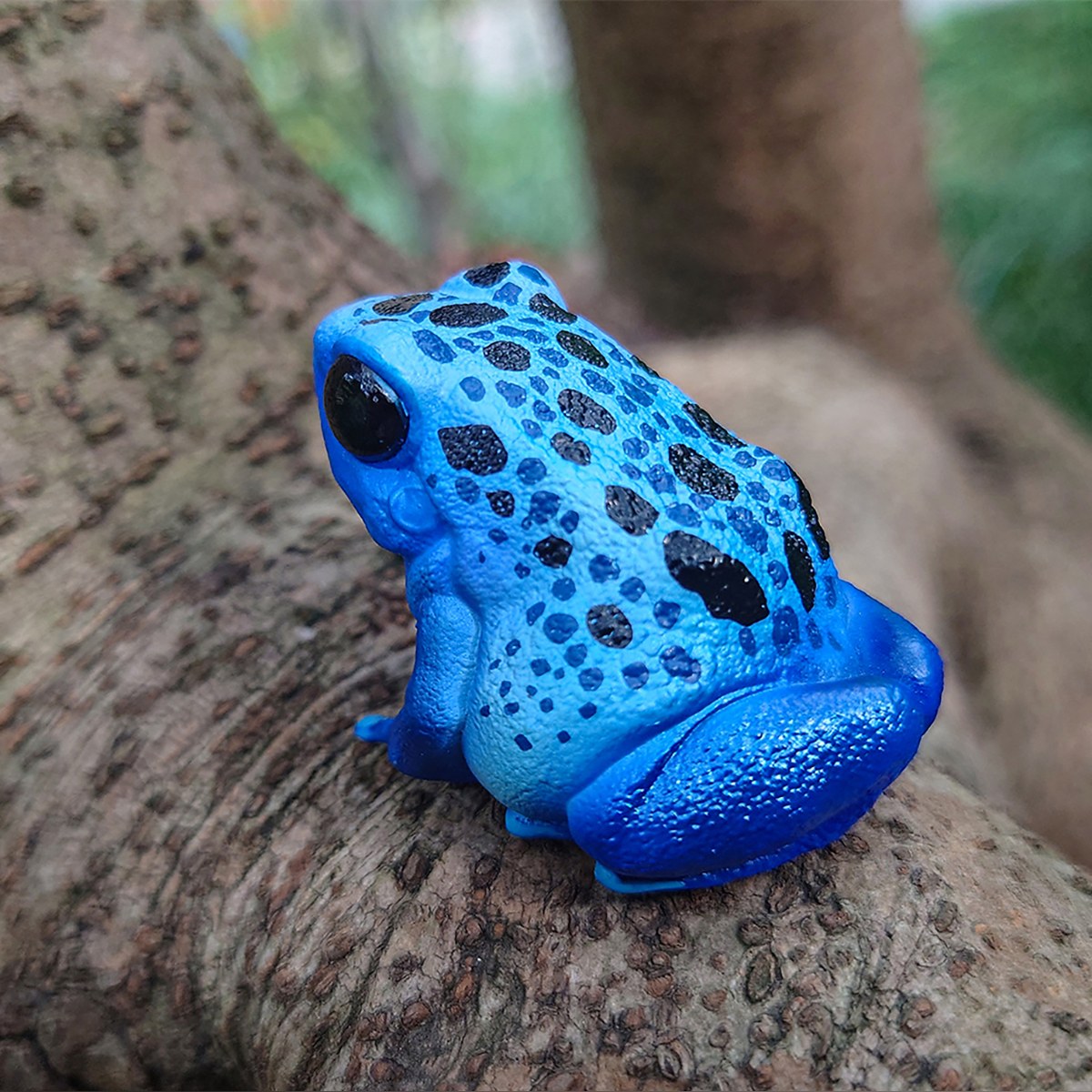 AHB-FROG-V20-01_08-1a3e49d9 AHB Series 20 - Dyeing Poison Dart Frog – Dendrobates tinctorius | Frog