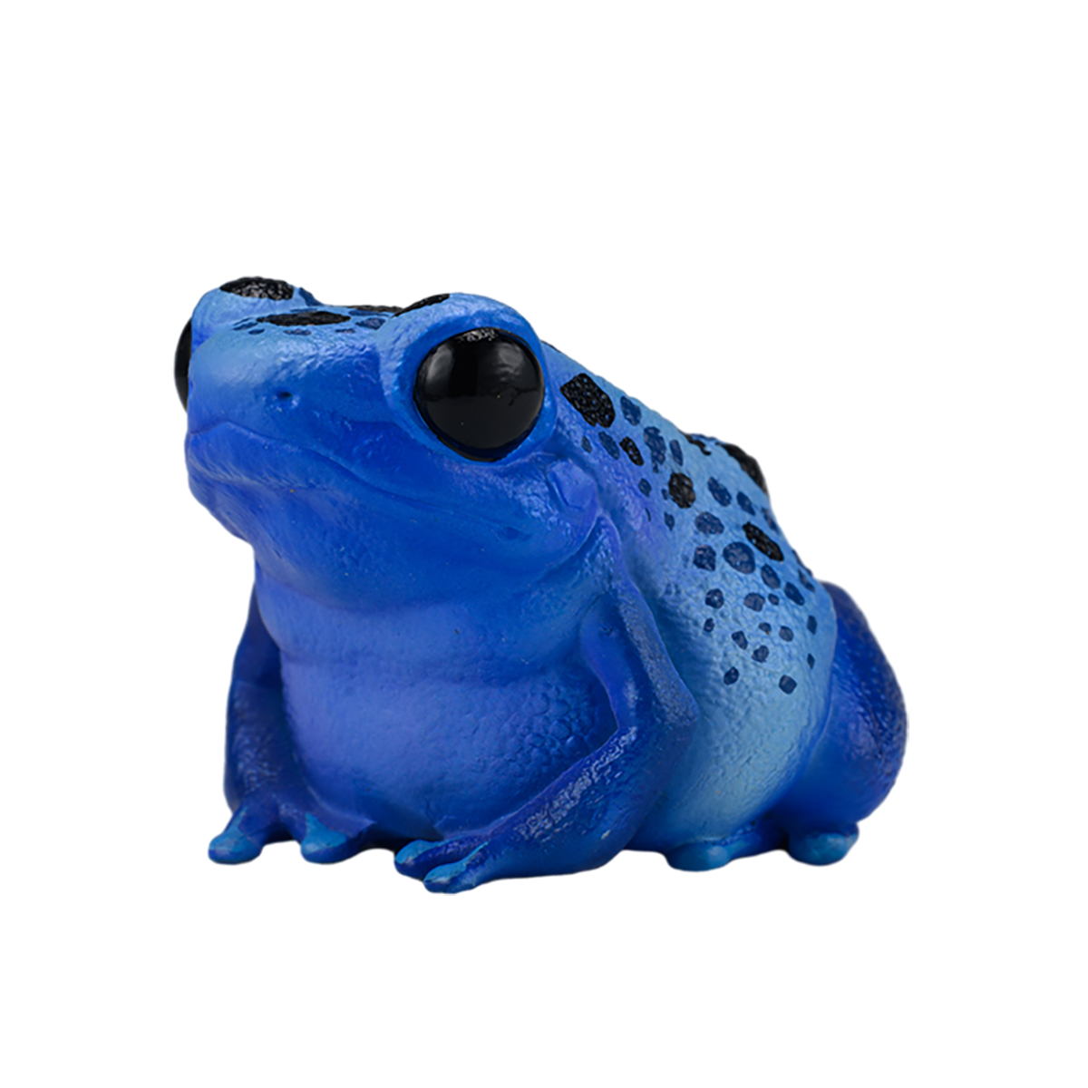AHB-FROG-V20-01_09 AHB Series 20 - Dyeing Poison Dart Frog – Dendrobates tinctorius | Frog