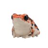 AHB Series 20 - Strawberry Poison Dart Frog (Bastimentos) – Oophaga pumilio | Frog