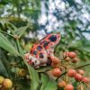 AHB Series 20 - Strawberry Poison Dart Frog (Bastimentos) – Oophaga pumilio | Frog