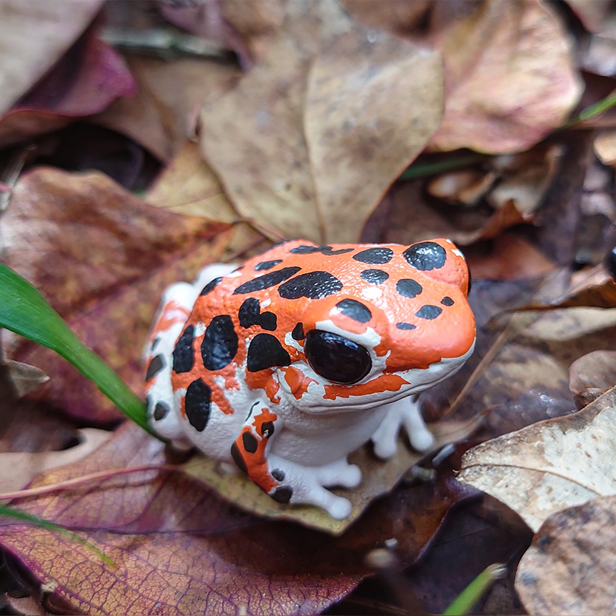 AHB Series 20 - Strawberry Poison Dart Frog (Bastimentos) – Oophaga pumilio | Frog