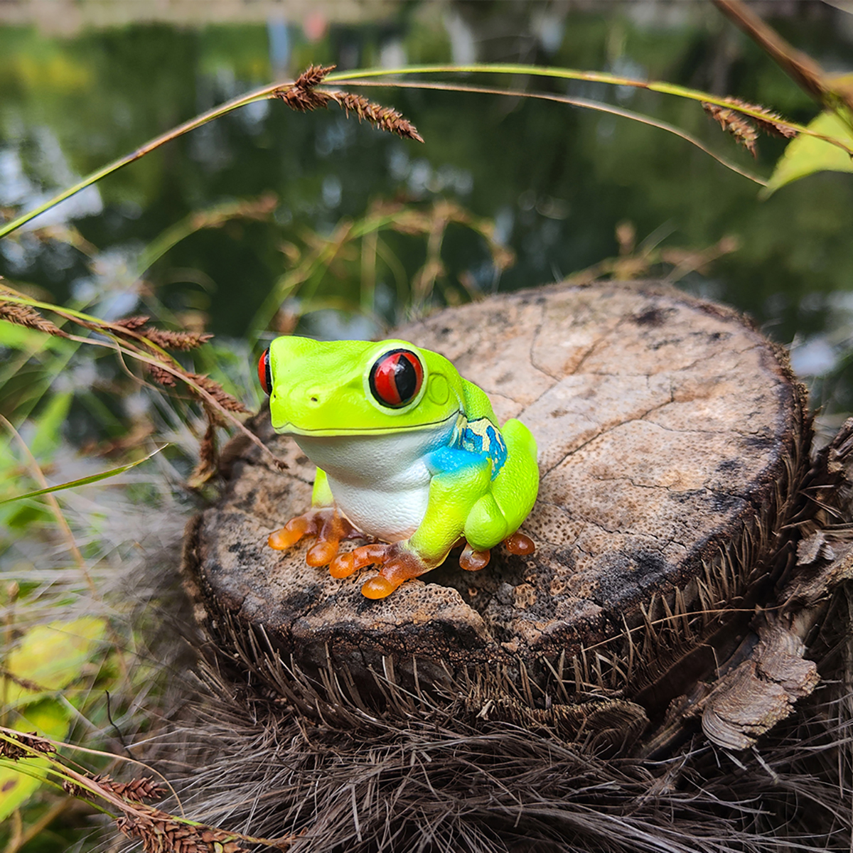 AHB Series 20 - Red-eyed Tree Frog – Agalychnis callidryas | Frog