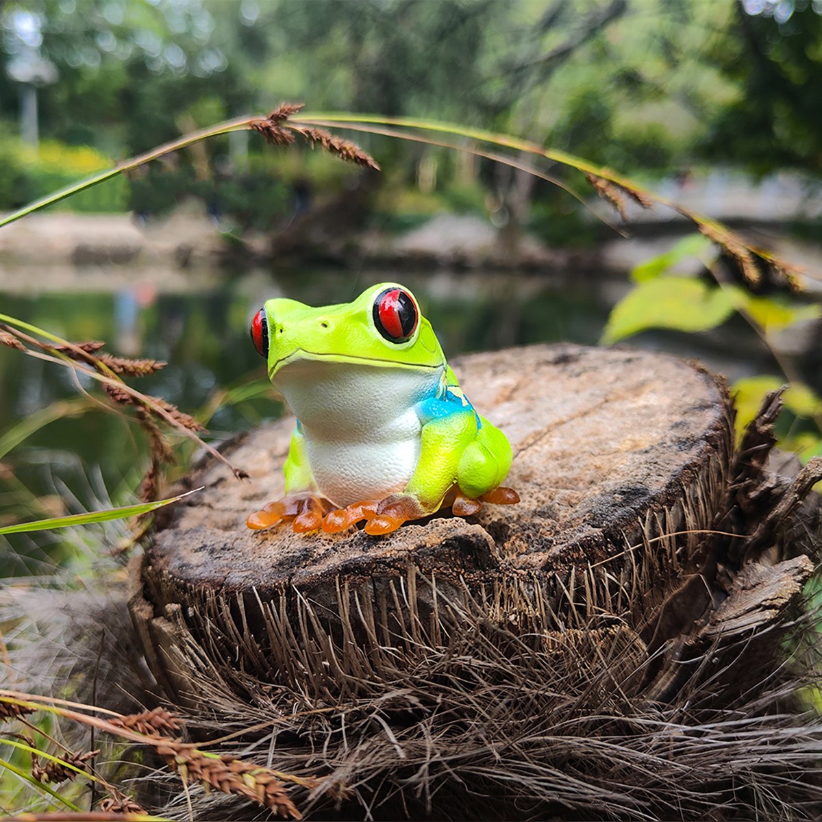 AHB Series 20 - Red-eyed Tree Frog – Agalychnis callidryas | Frog