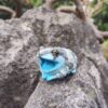 AHB Series 20 - Amazon Milk Frog – Trachycephalus resinifictrix | Frog
