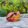 AHB-FROG-V20-05_04-b1774388 AHB Series 20 - Tomato Frog – Dyscophus antongilii | Frog