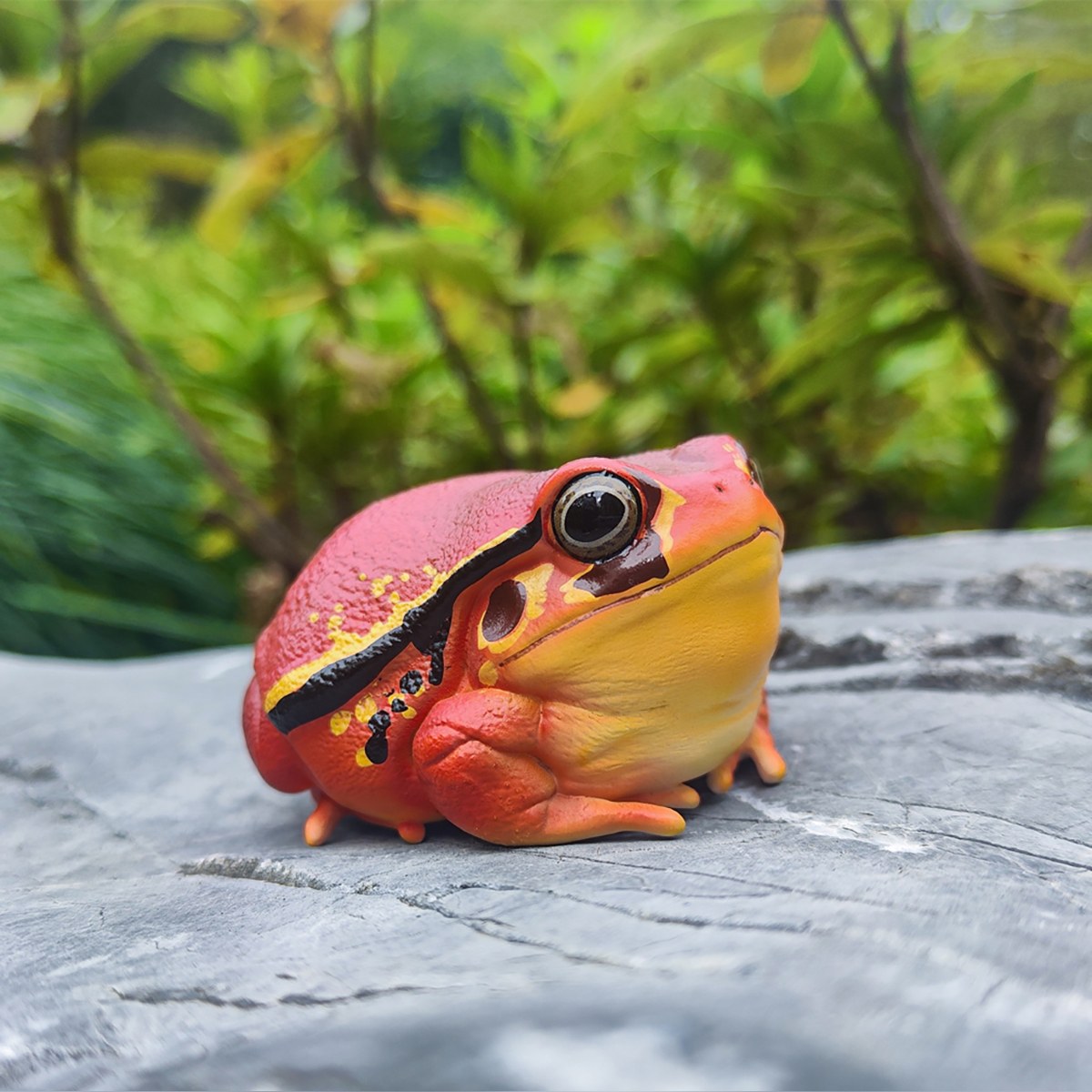 AHB Series 20 - Tomato Frog – Dyscophus antongilii | Frog