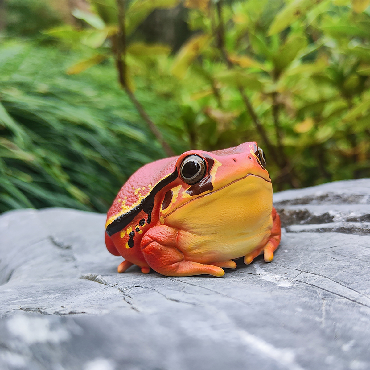 AHB-FROG-V20-05_05 AHB Series 20 - Tomato Frog – Dyscophus antongilii | Frog