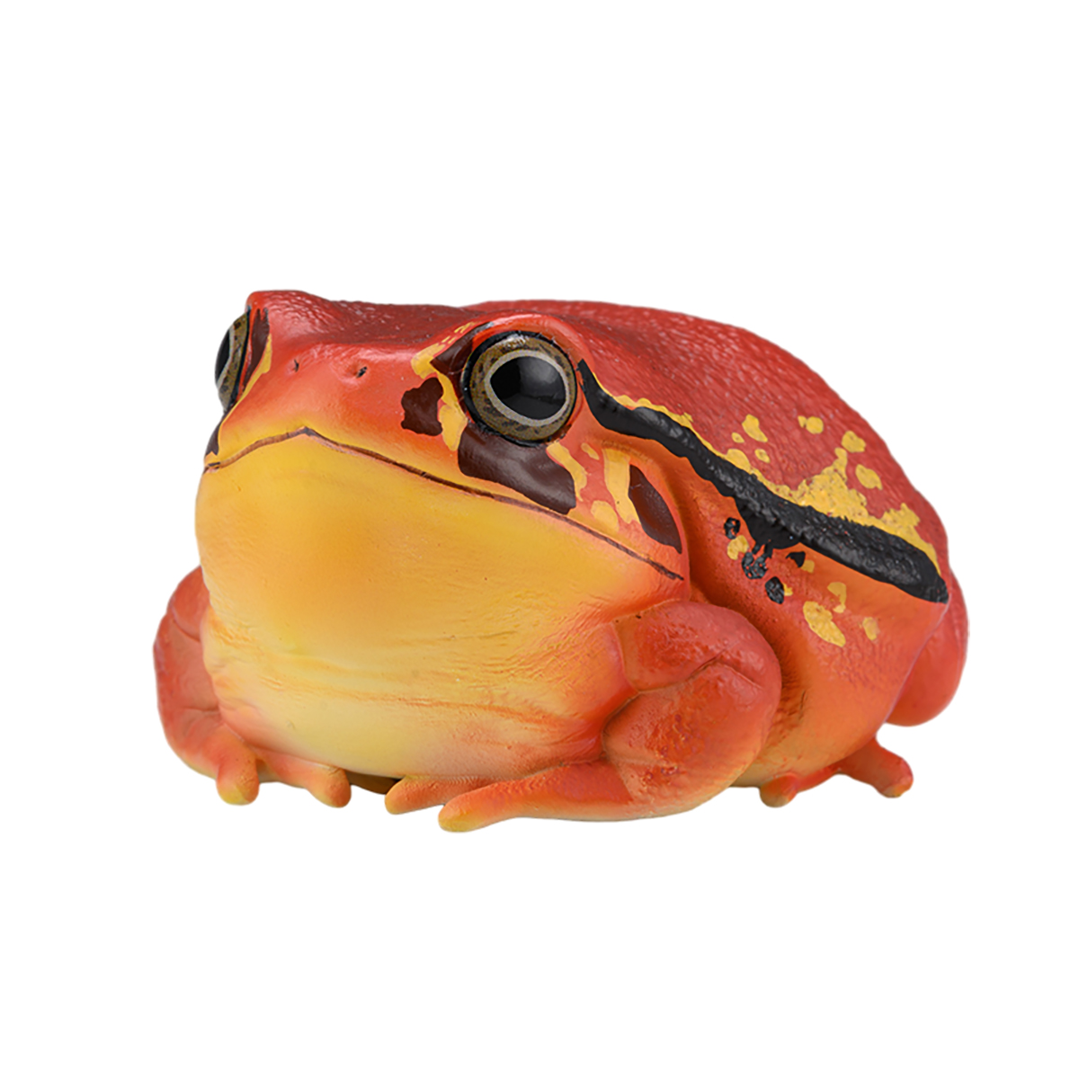 AHB-FROG-V20-05_06 AHB Series 20 - Tomato Frog – Dyscophus antongilii | Frog