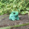 AHB Series 20 - Waxy Monkey Tree Frog – Phyllomedusa sauvagii | Frog