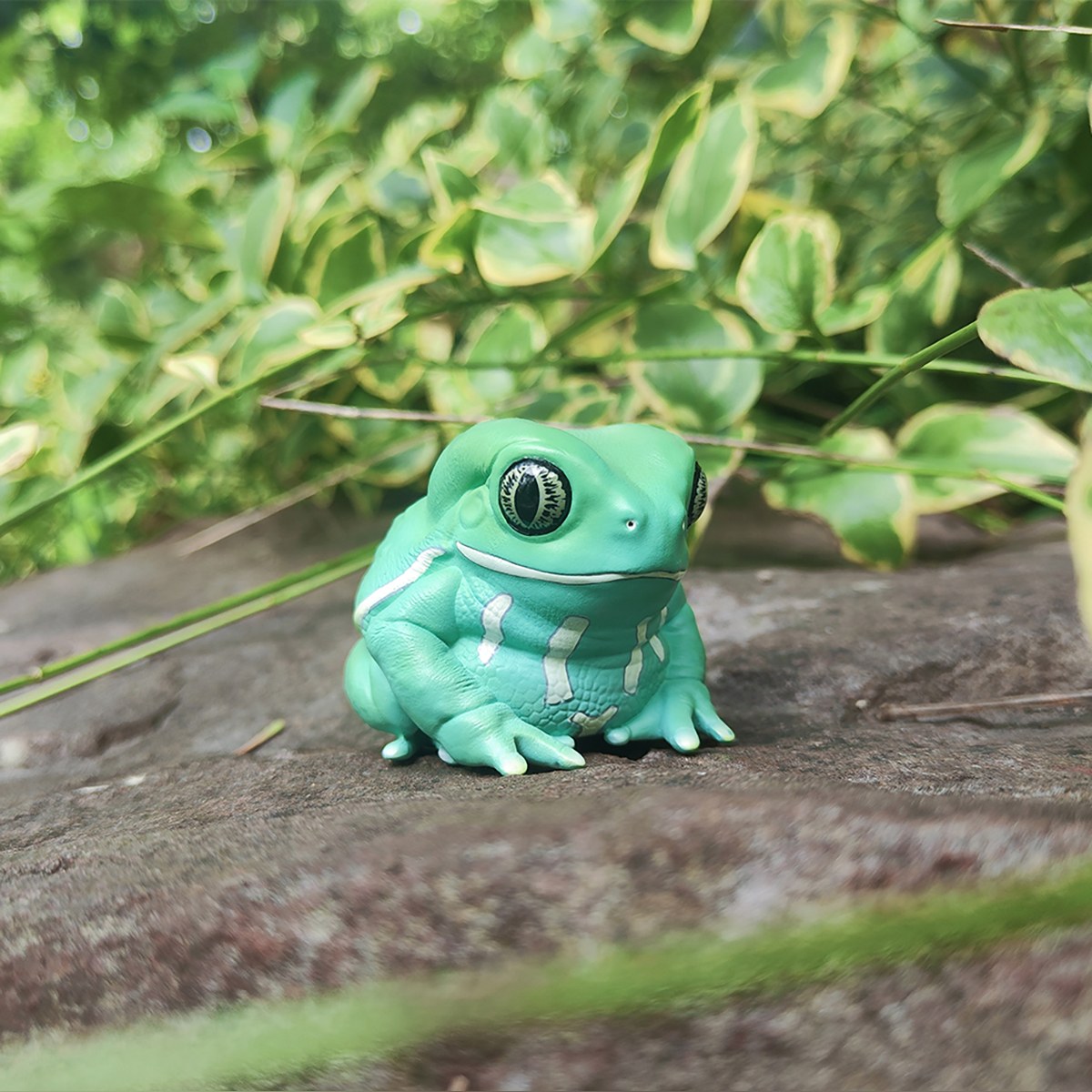 AHB Series 20 - Waxy Monkey Tree Frog – Phyllomedusa sauvagii | Frog