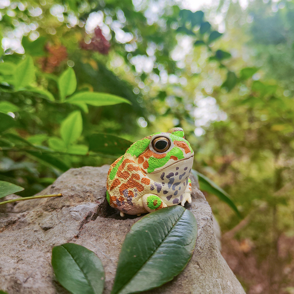 AHB Series 20 - Chacoan Horned Frog – Chacophrys pierottii | Frog