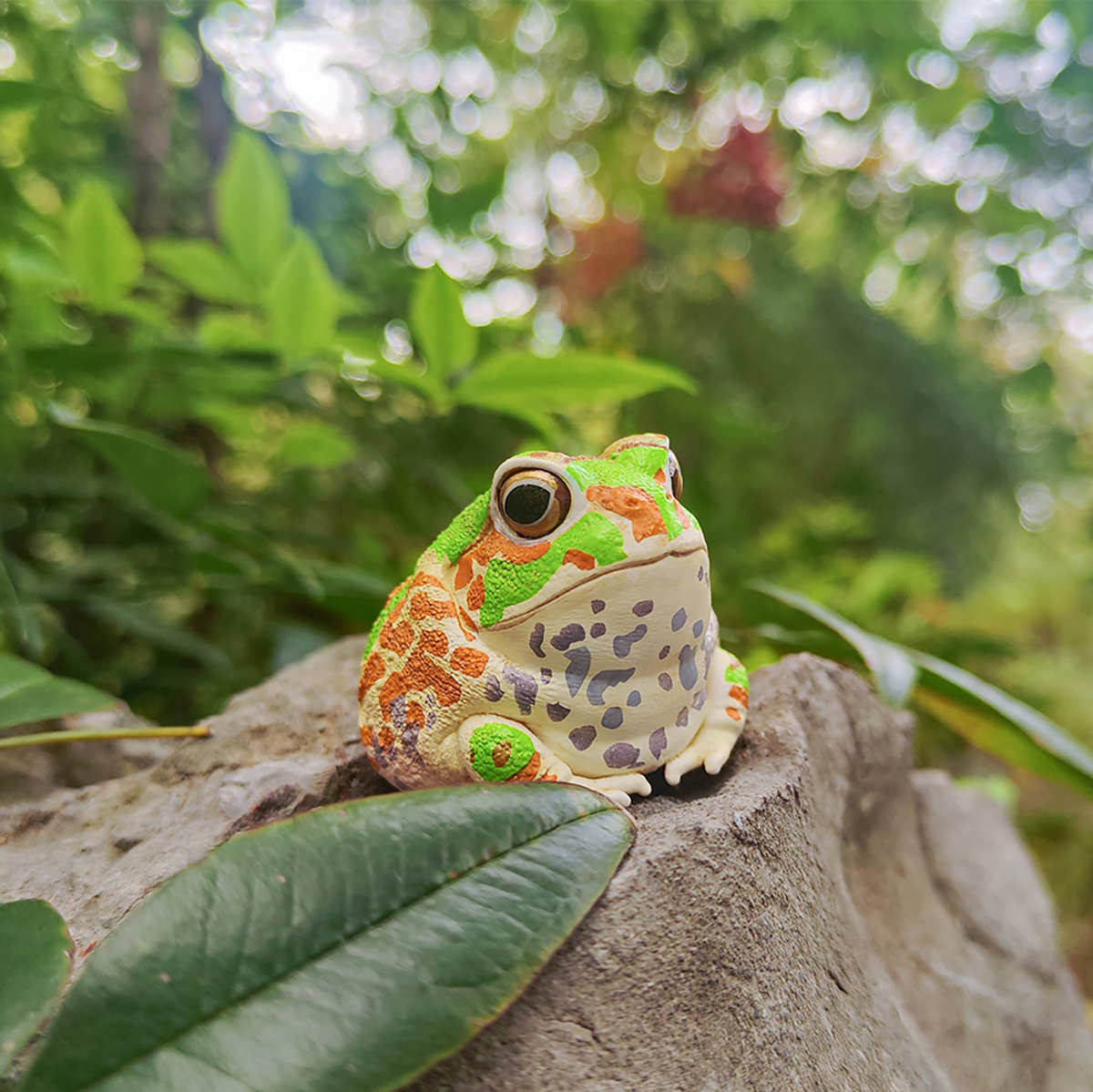 Chacoan Horned Frog