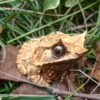 AHB-FROG-V20-08_07-5983f708 AHB Series 20 - Long-nosed Horned Frog – Megophrys nasuta | Frog