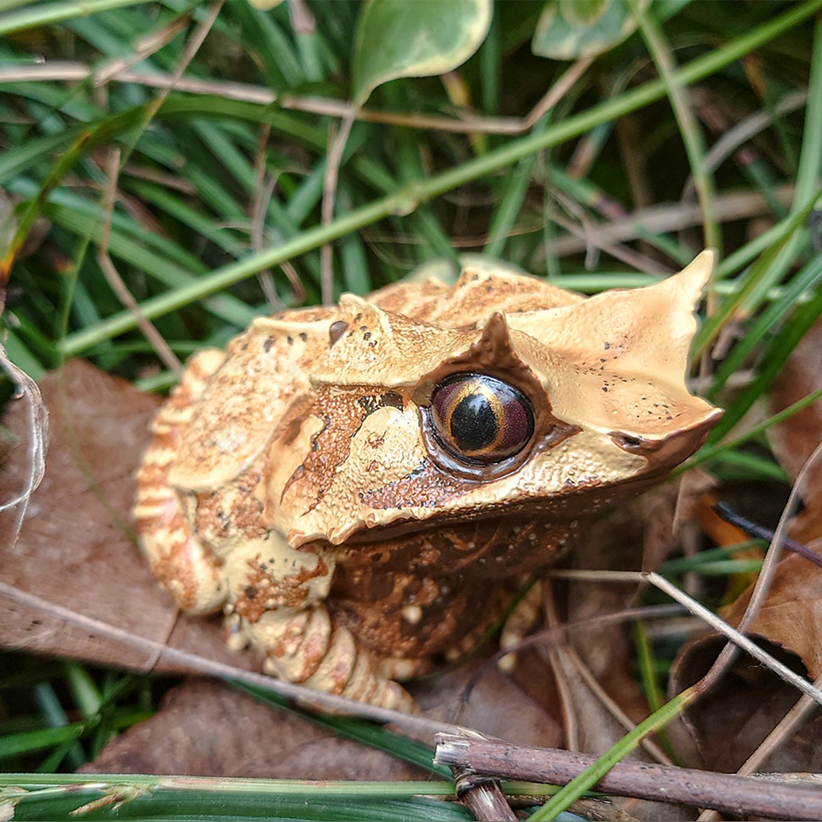 AHB Series 20 - Long-nosed Horned Frog – Megophrys nasuta | Frog