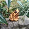 AHB-FROG-V20-08_08 AHB Series 20 - Long-nosed Horned Frog – Megophrys nasuta | Frog