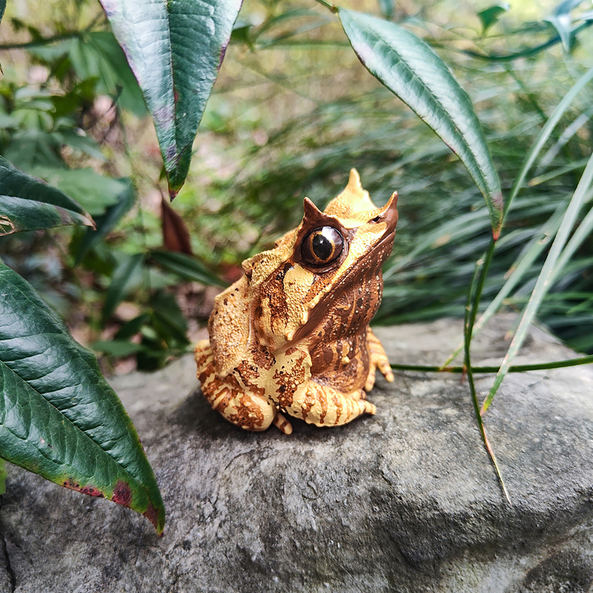 AHB-FROG-V20-08_08 AHB Series 20 - Long-nosed Horned Frog – Megophrys nasuta | Frog