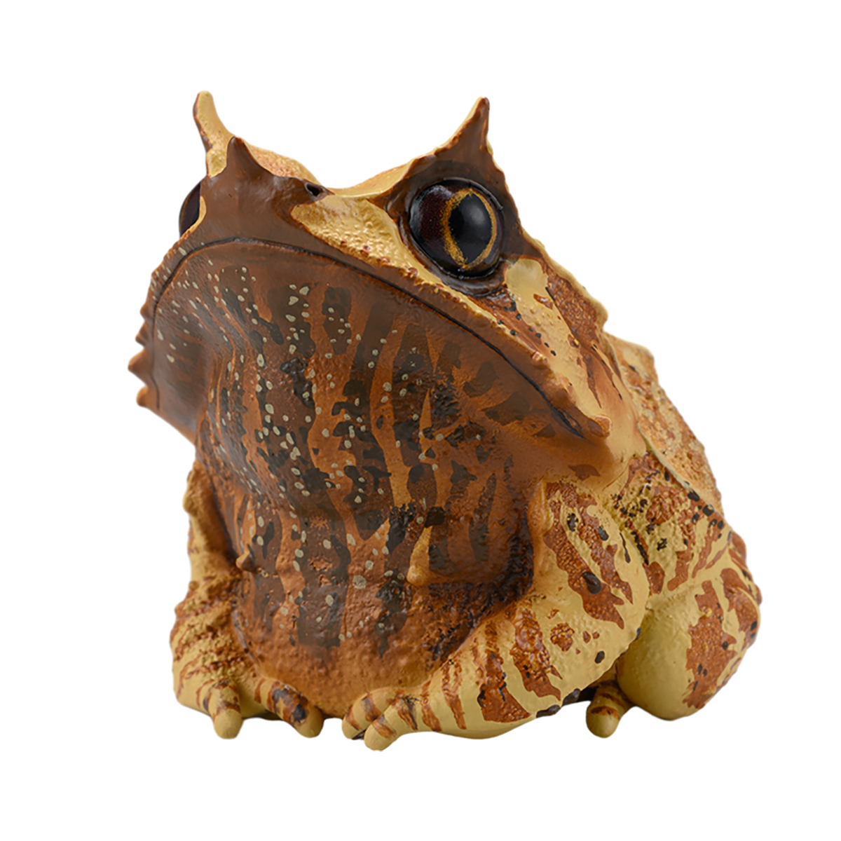 AHB-FROG-V20-08_09 AHB Series 20 - Long-nosed Horned Frog – Megophrys nasuta | Frog