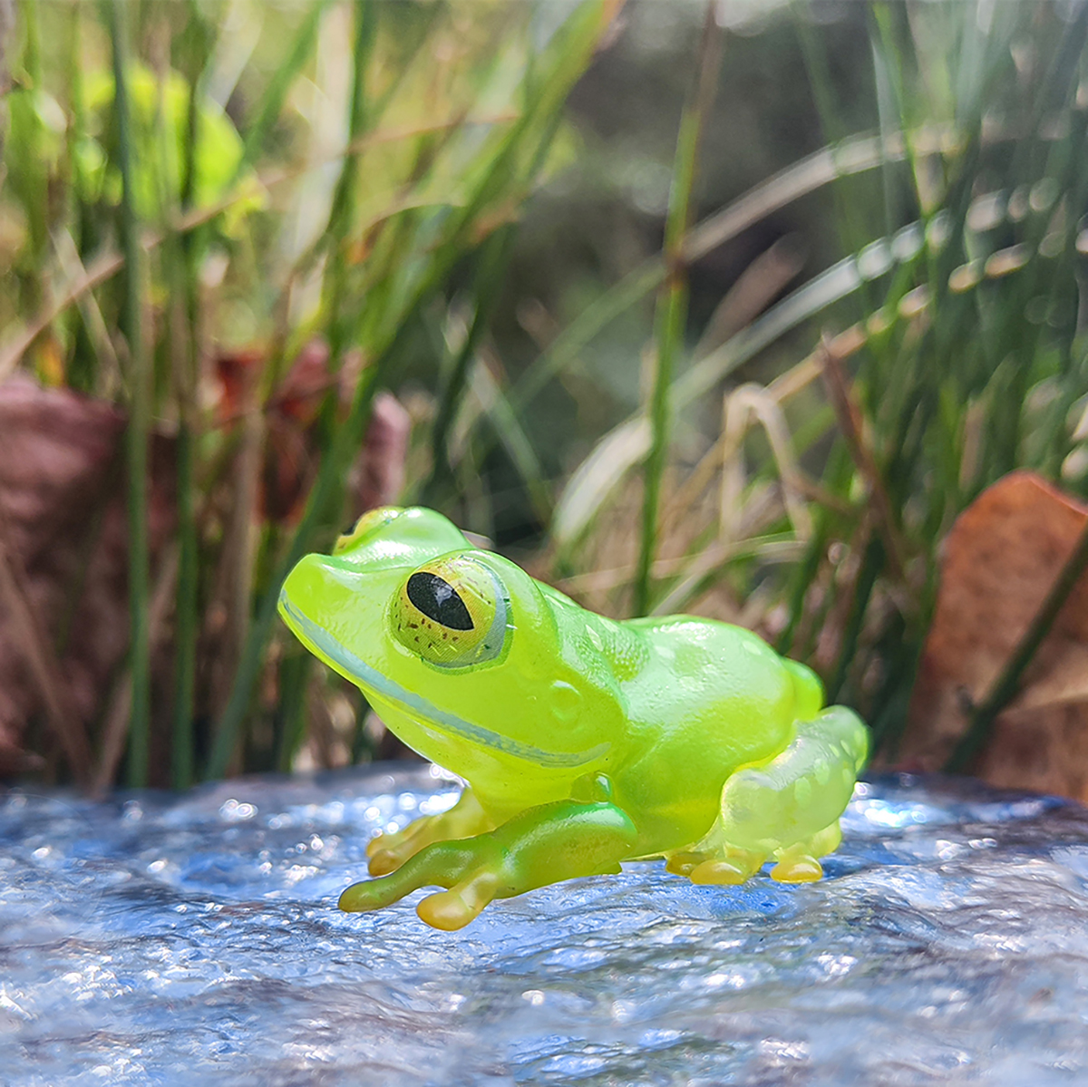 Reticulated Glass Frog