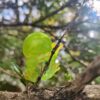 AHB Series 20 - Reticulated Glass Frog – Hyalinobatrachium valerioi | Frog