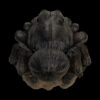 AHB-INSECT-V11-01_01 AHB Series 11 - Wolf Spider – Lycosa | Insect