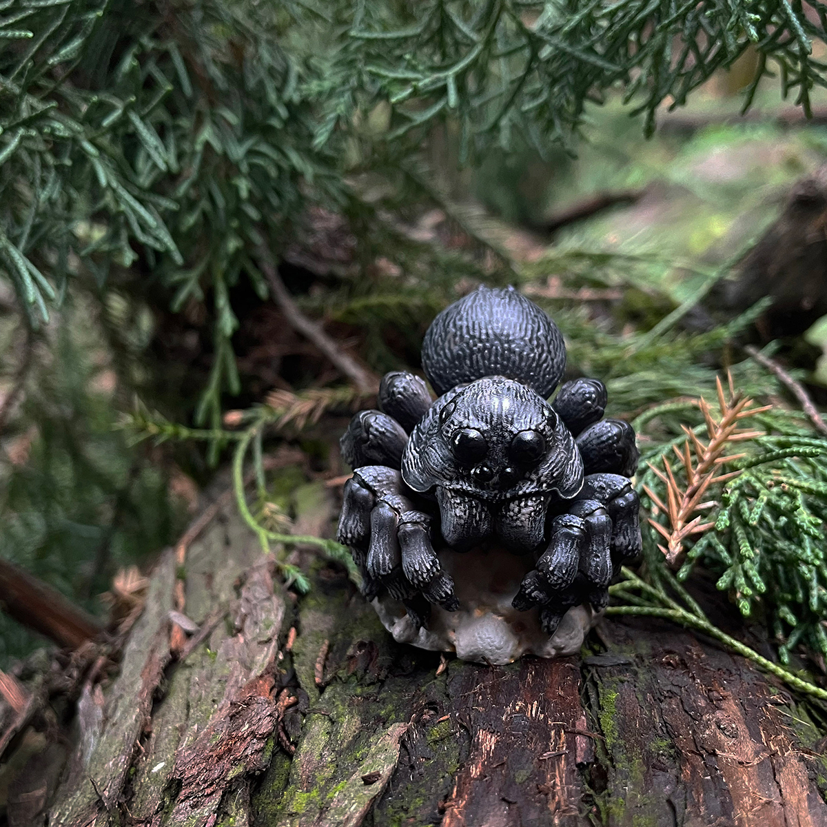 AHB-INSECT-V11-01_05 AHB Series 11 - Wolf Spider – Lycosa | Insect