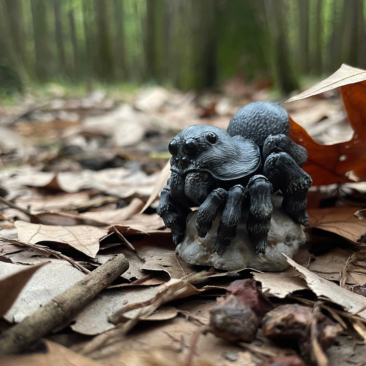 AHB Series 11 - Wolf Spider – Lycosa | Insect