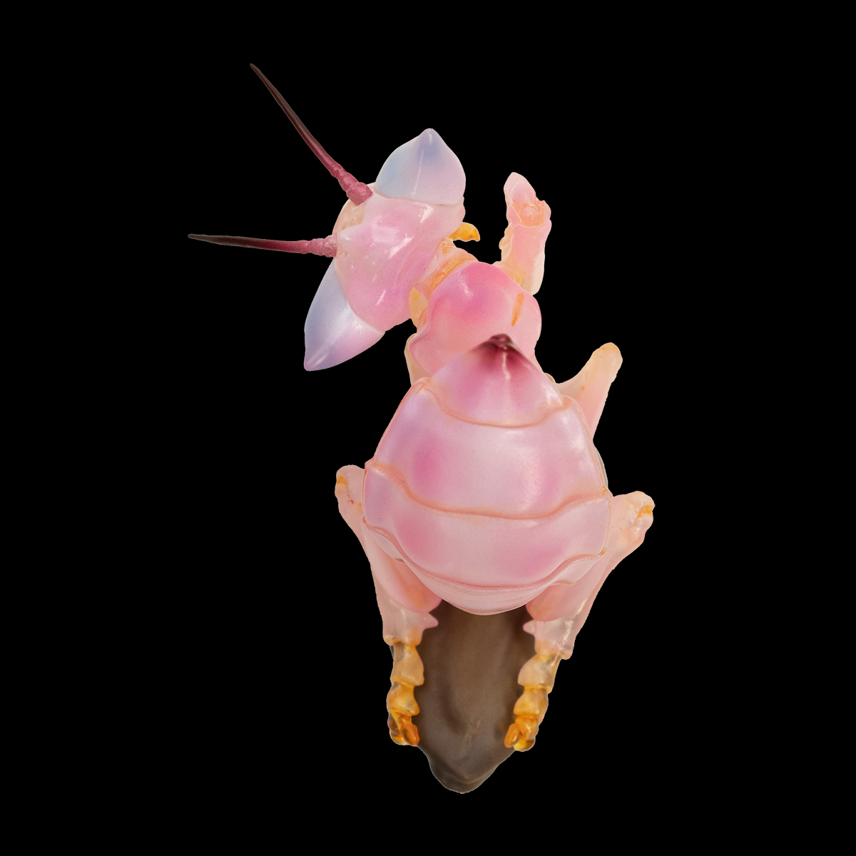 AHB-INSECT-V11-02_01 AHB Series 11 - Orchid Mantis – Hymenopus coronatus | Insect