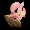 AHB-INSECT-V11-02_03 AHB Series 11 - Orchid Mantis – Hymenopus coronatus | Insect