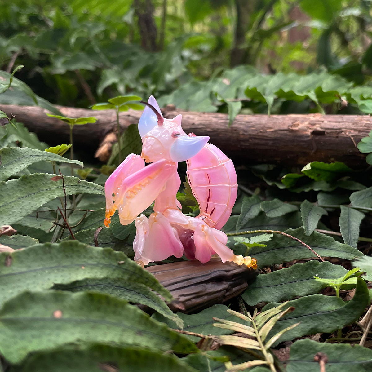 AHB Series 11 - Orchid Mantis – Hymenopus coronatus | Insect
