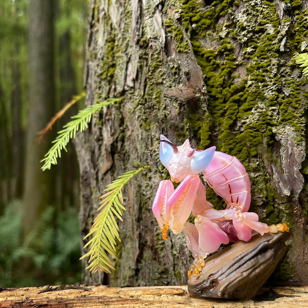AHB-INSECT-V11-02_06 AHB Series 11 - Orchid Mantis – Hymenopus coronatus | Insect