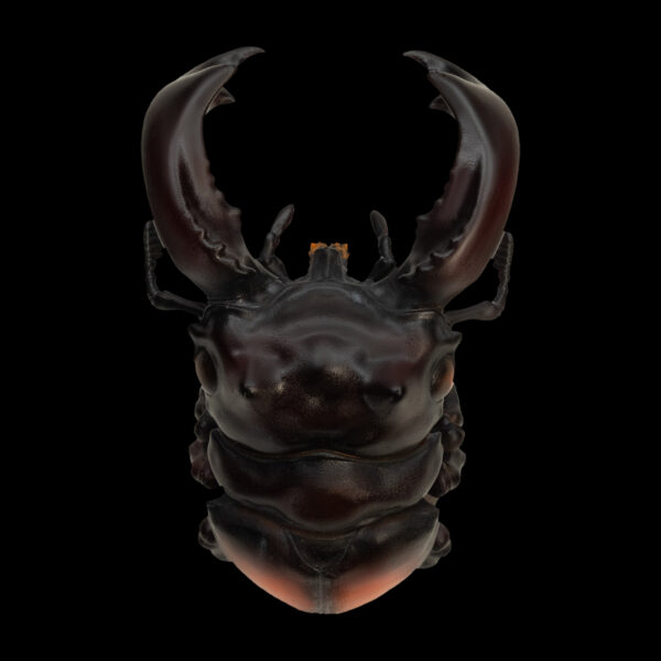 AHB-INSECT-V11-03_02 AHB Series 11 - Parry’s Stag Beetle – Hexarthrius parryi | Insect