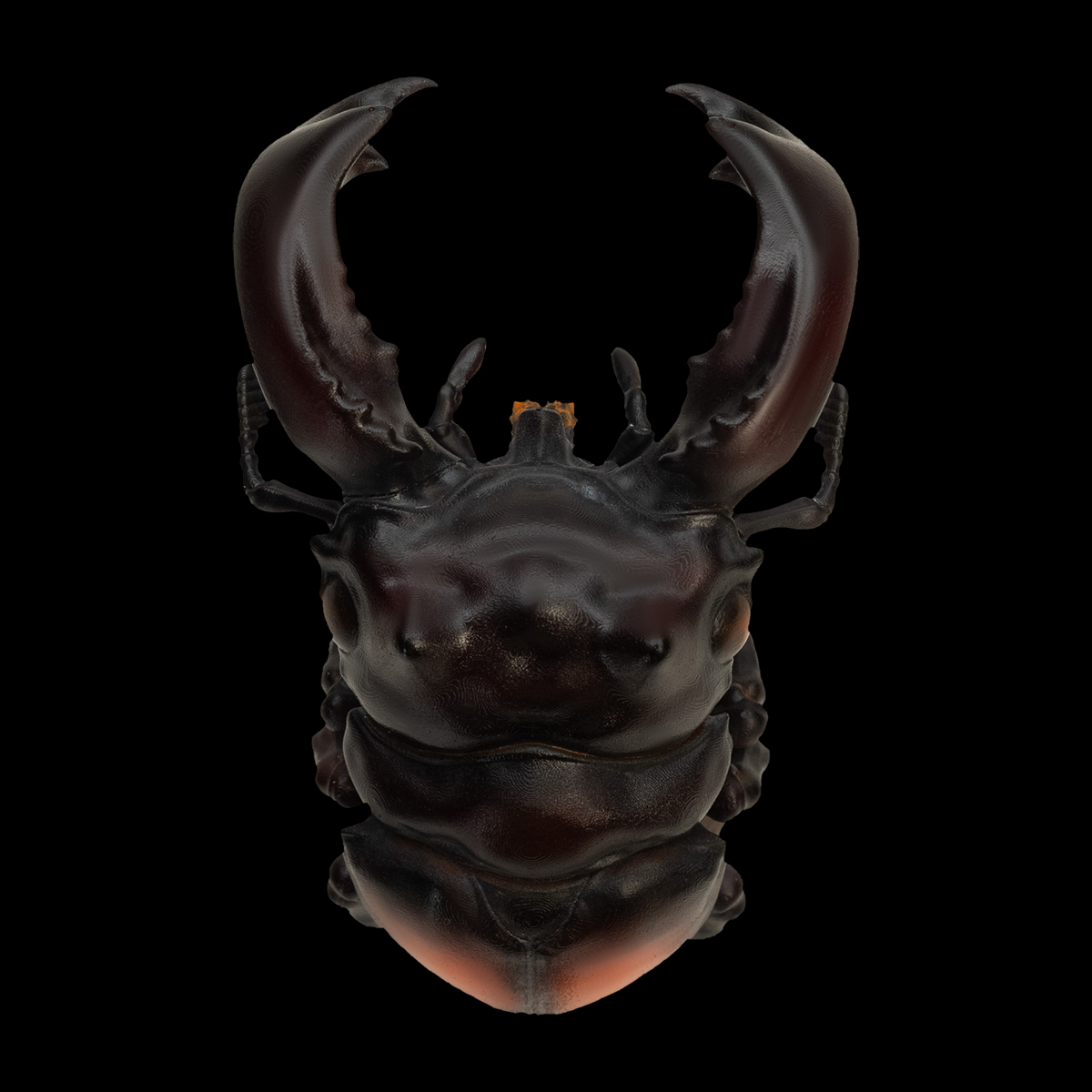 AHB-INSECT-V11-03_02 AHB Series 11 - Parry’s Stag Beetle – Hexarthrius parryi | Insect