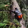 AHB-INSECT-V11-03_05 AHB Series 11 - Parry’s Stag Beetle – Hexarthrius parryi | Insect