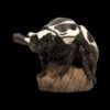 AHB Series 11 - Goliath Beetle – Goliathus goliatus | Insect