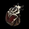 AHB Series 11 - Goliath Beetle – Goliathus goliatus | Insect