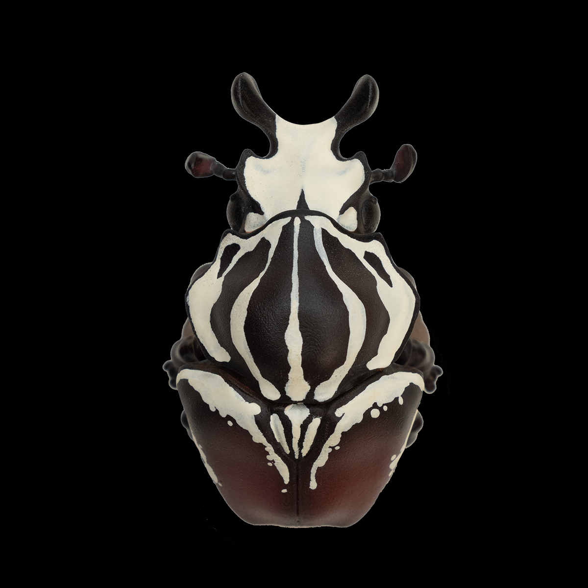 AHB Series 11 - Goliath Beetle – Goliathus goliatus | Insect