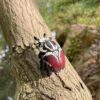 AHB Series 11 - Goliath Beetle – Goliathus goliatus | Insect