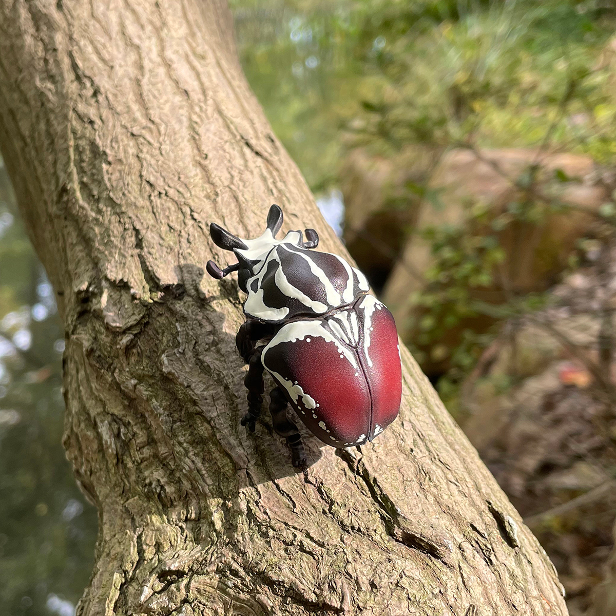 AHB Series 11 - Goliath Beetle – Goliathus goliatus | Insect