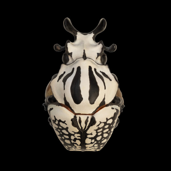 AHB Series 11 - Eastern Goliath Beetle – Goliathus orientalis | Insect