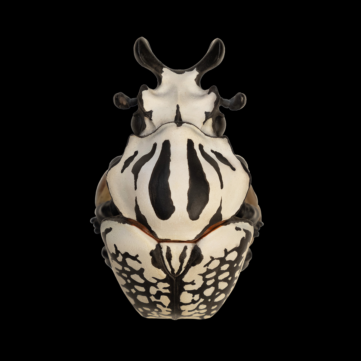 AHB-INSECT-V11-05_01 AHB Series 11 - Eastern Goliath Beetle – Goliathus orientalis | Insect
