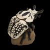 AHB-INSECT-V11-05_02 AHB Series 11 - Eastern Goliath Beetle – Goliathus orientalis | Insect