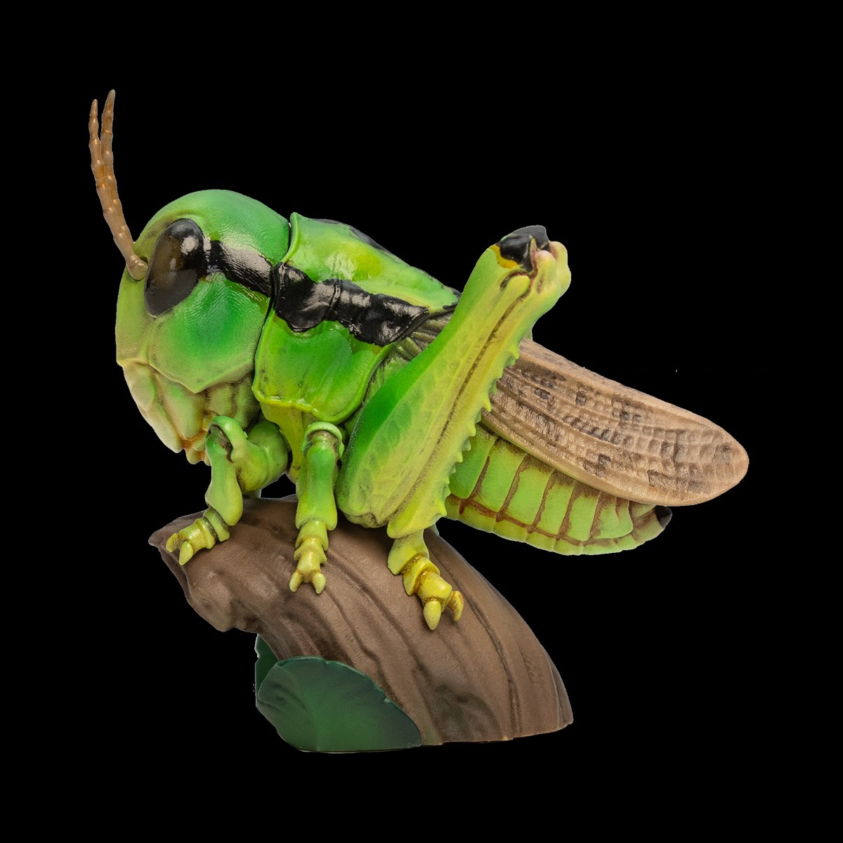 AHB-INSECT-V11-06_01-6aff72e5 AHB Series 11 - Grasshopper – Acrididae | Insect
