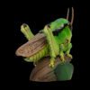 AHB-INSECT-V11-06_02 AHB Series 11 - Grasshopper – Acrididae | Insect